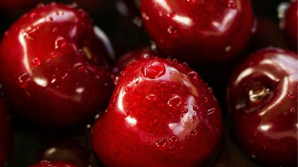 Dunkelrote Kirschen mit Wassertropfen, Nahaufnahme