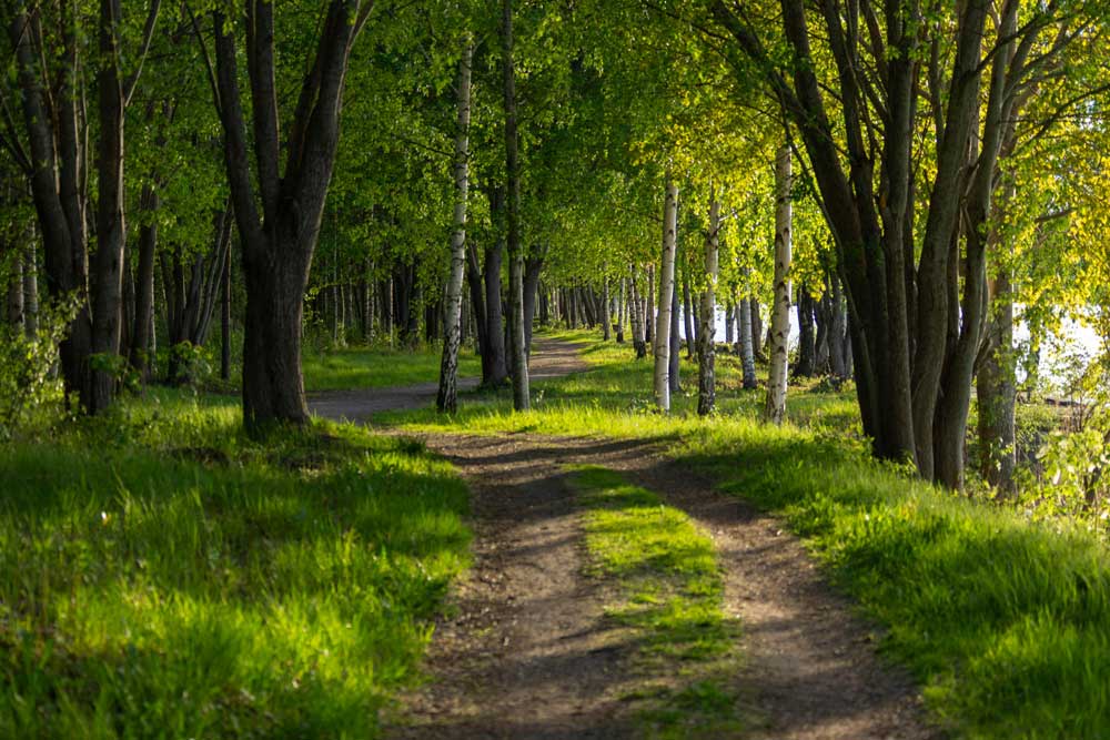 Waldweg mit grünen Bäumen umsäumt