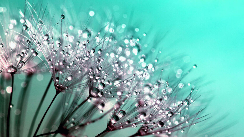 Tautropfen auf einer Pflanze